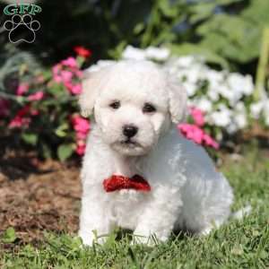 Gem, Bichon Frise Puppy