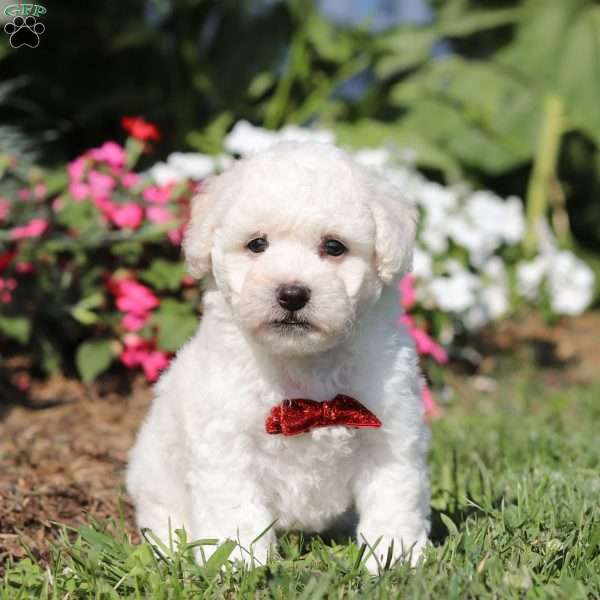 Gem, Bichon Frise Puppy