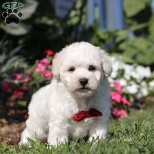 Gem, Bichon Frise Puppy