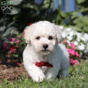 Gem, Bichon Frise Puppy