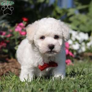 Gem, Bichon Frise Puppy