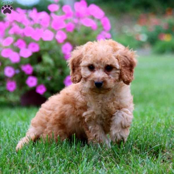 Gem, Mini Goldendoodle Puppy