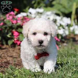 Gem, Bichon Frise Puppy