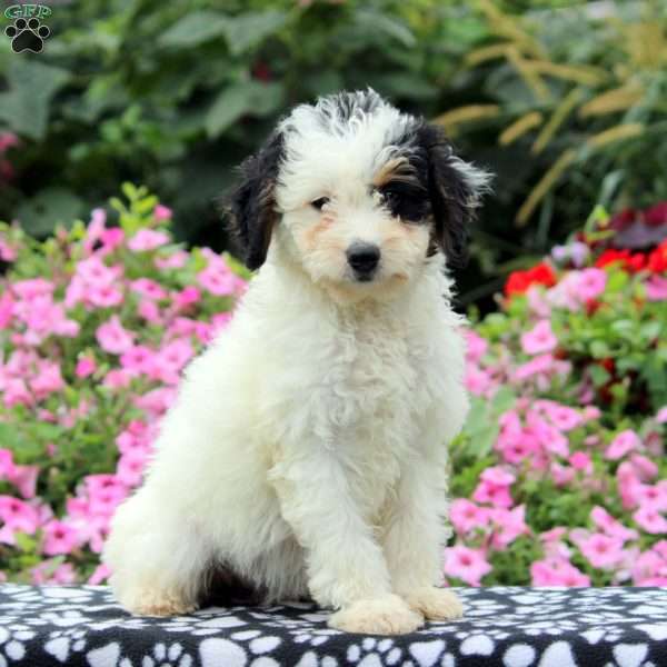 Gemma, Mini Aussiedoodle Puppy