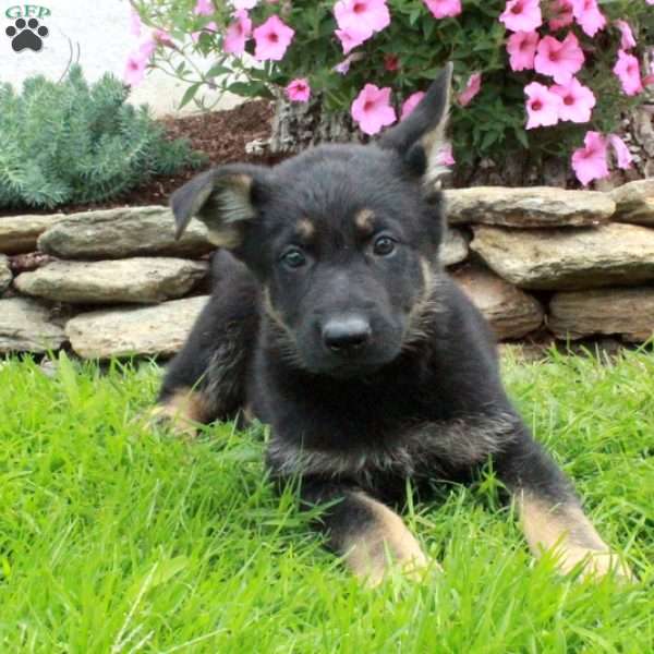 Gemma, German Shepherd Puppy