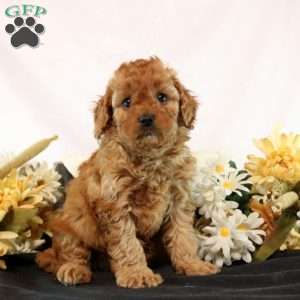 Gemma, Cavapoo Puppy