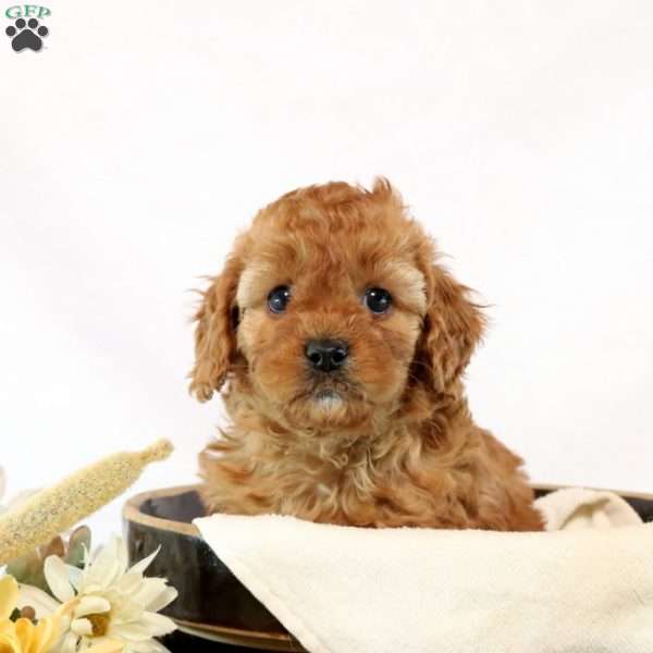 Gemma, Cavapoo Puppy