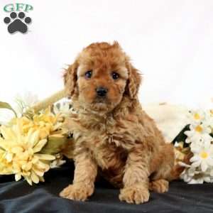 Gemma, Cavapoo Puppy