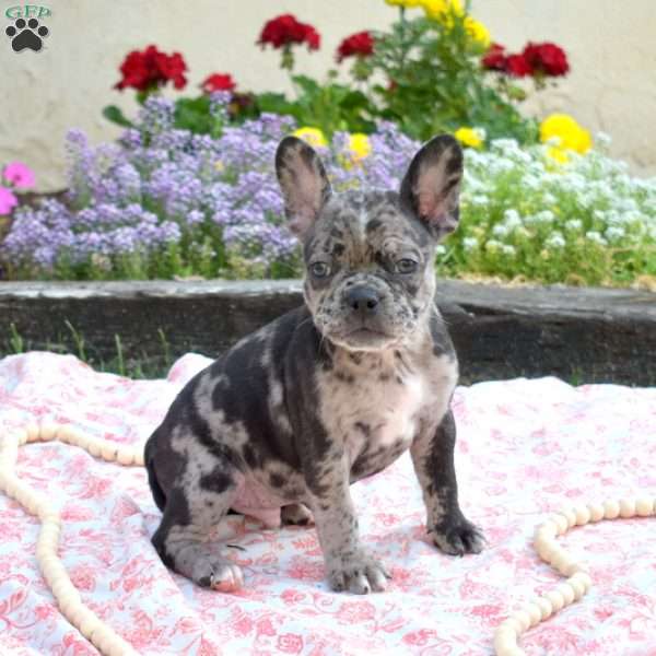 Geo, Frenchton Puppy