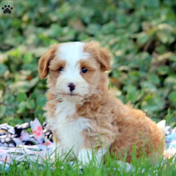 George, Havanese Puppy