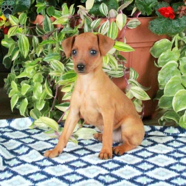 Georgia, Miniature Pinscher Puppy