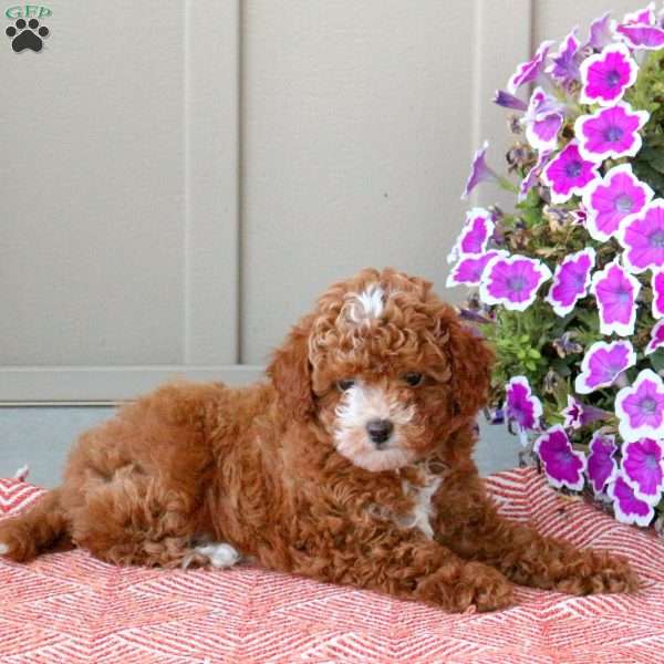 Georgie, Toy Poodle Puppy