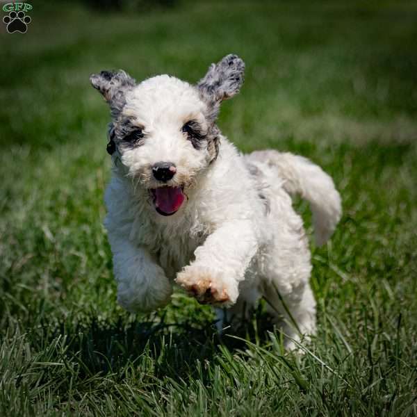 Gidget, Sheepadoodle Puppy