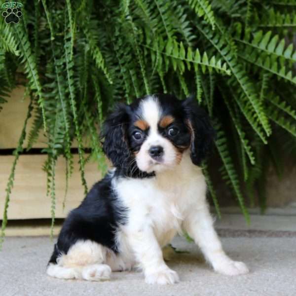 Gigi, Cavalier King Charles Spaniel Puppy