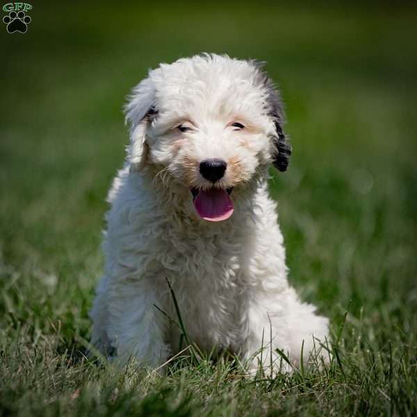 Gilbert, Sheepadoodle Puppy