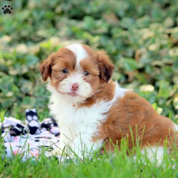 Gina, Havanese Puppy