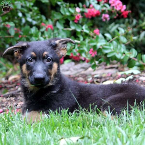 Gina, German Shepherd Puppy