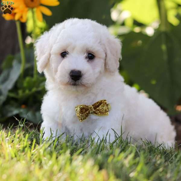 Ginger, Bichon Frise Puppy