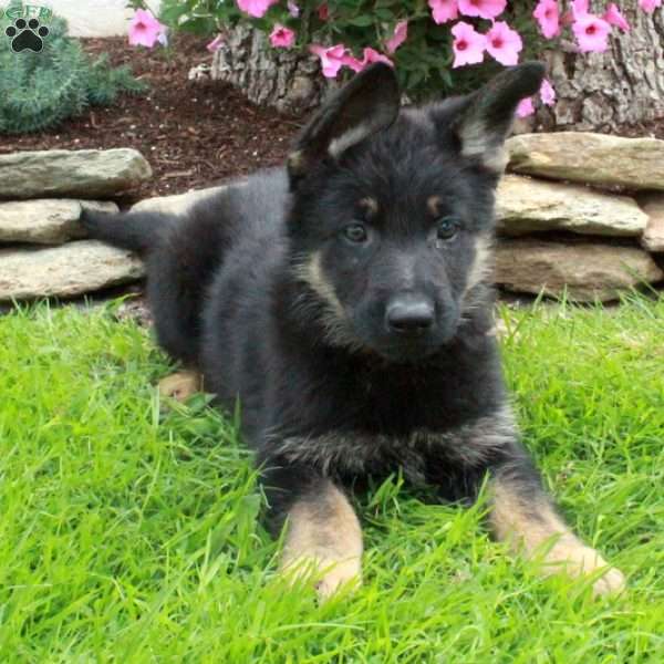 Ginny, German Shepherd Puppy