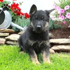 Ginny, German Shepherd Puppy