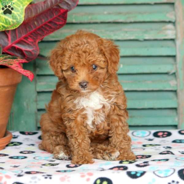 Girly, Toy Poodle Puppy