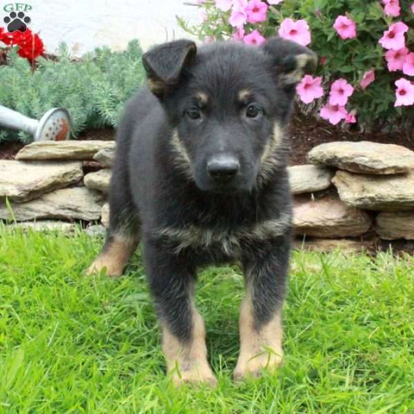 Giselle, German Shepherd Puppy