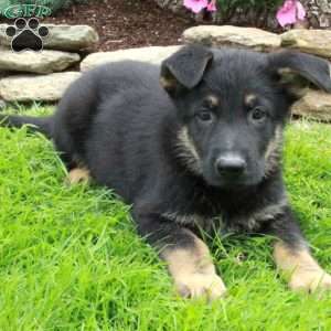 Giselle, German Shepherd Puppy