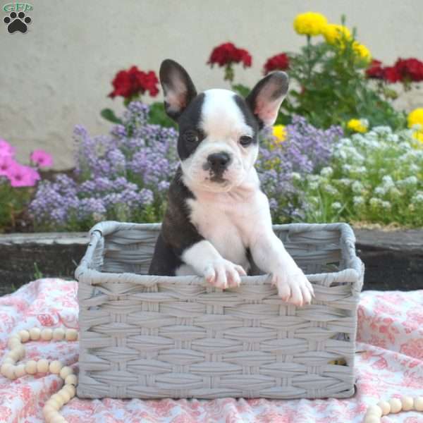 Gizmo, Frenchton Puppy