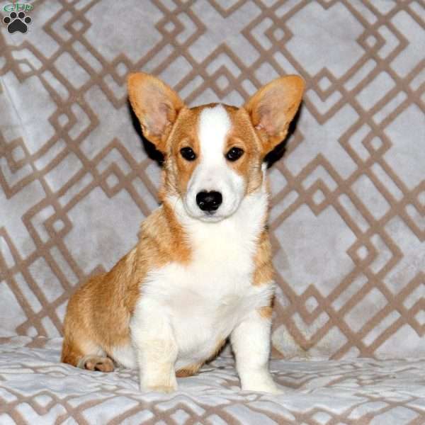 Gizmo, Pembroke Welsh Corgi Puppy