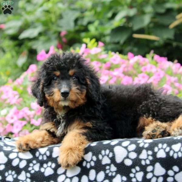 Gloria, Mini Aussiedoodle Puppy