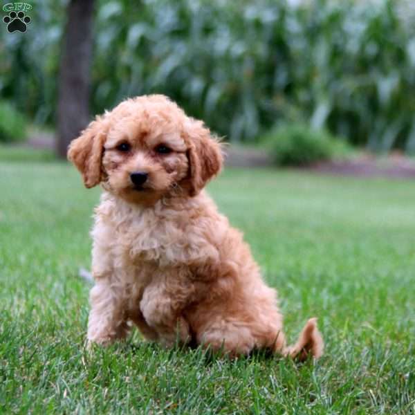 Gloria, Mini Goldendoodle Puppy