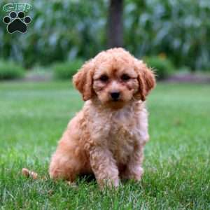 Gloria, Mini Goldendoodle Puppy