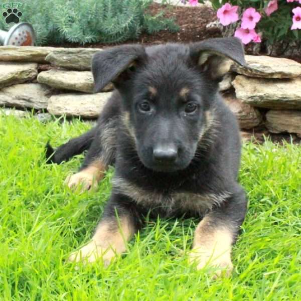 Glory, German Shepherd Puppy