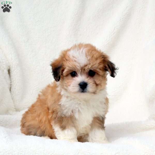 Glory, Havanese Puppy