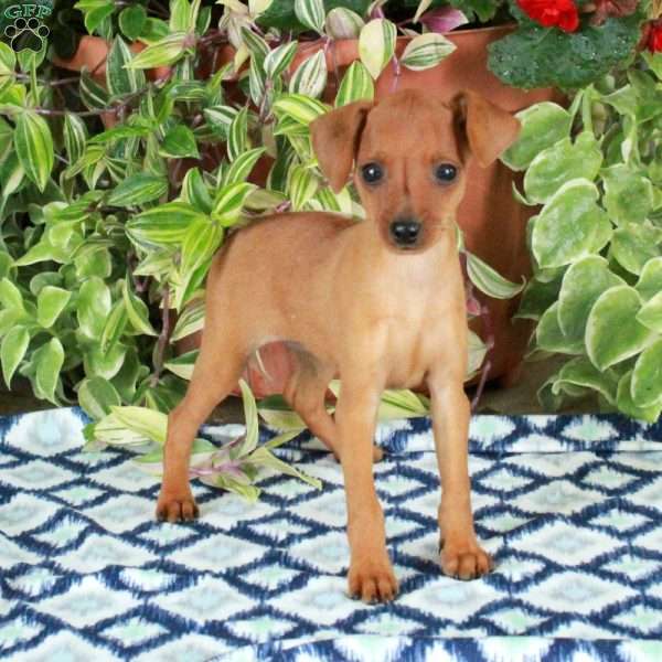 Glory, Miniature Pinscher Puppy