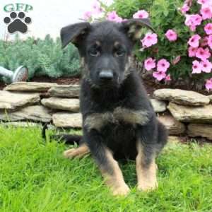 Glory, German Shepherd Puppy