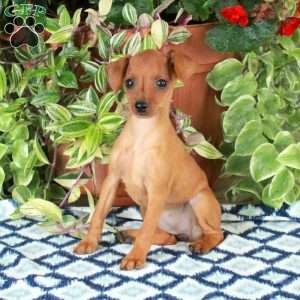 Glory, Miniature Pinscher Puppy