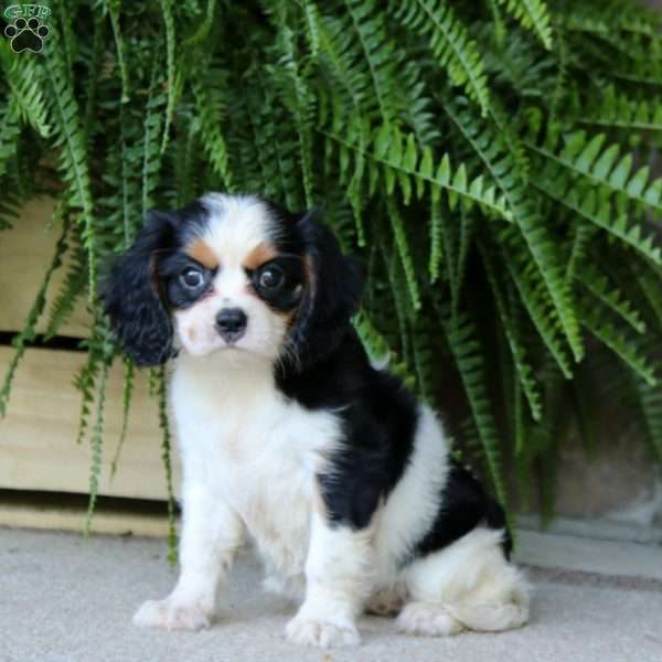 Glow, Cavalier King Charles Spaniel Puppy