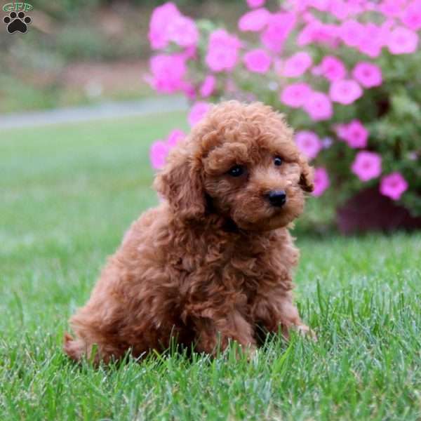 Goldie, Mini Goldendoodle Puppy