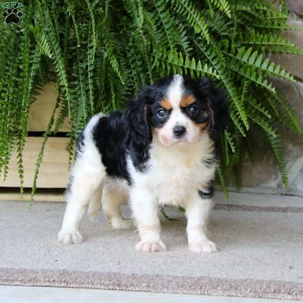 Goldie, Cavalier King Charles Spaniel Puppy