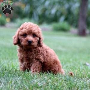 Goldie, Mini Goldendoodle Puppy