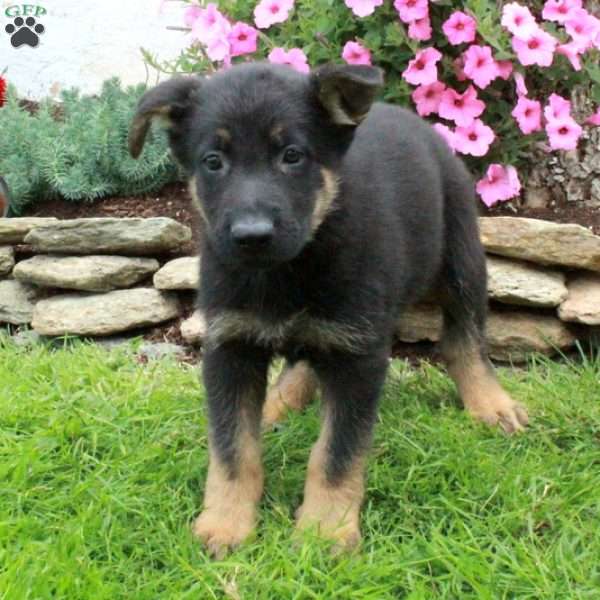 Gomez, German Shepherd Puppy