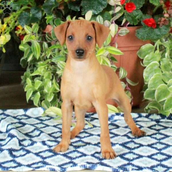 Gordon, Miniature Pinscher Puppy