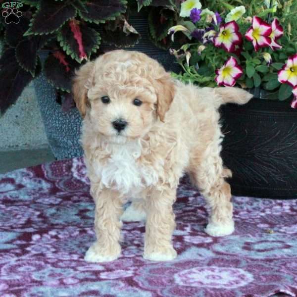 Gordy, Maltipoo Puppy