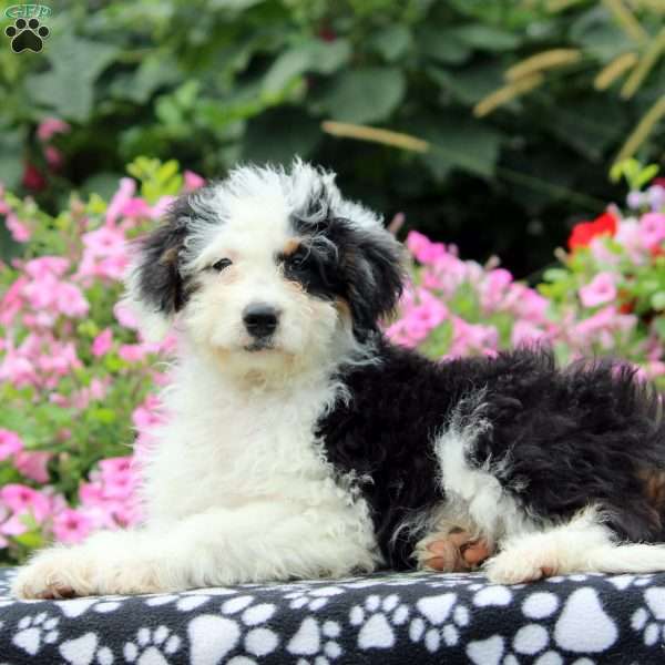 Grace, Mini Aussiedoodle Puppy