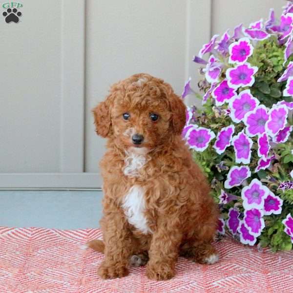 Grace, Toy Poodle Puppy