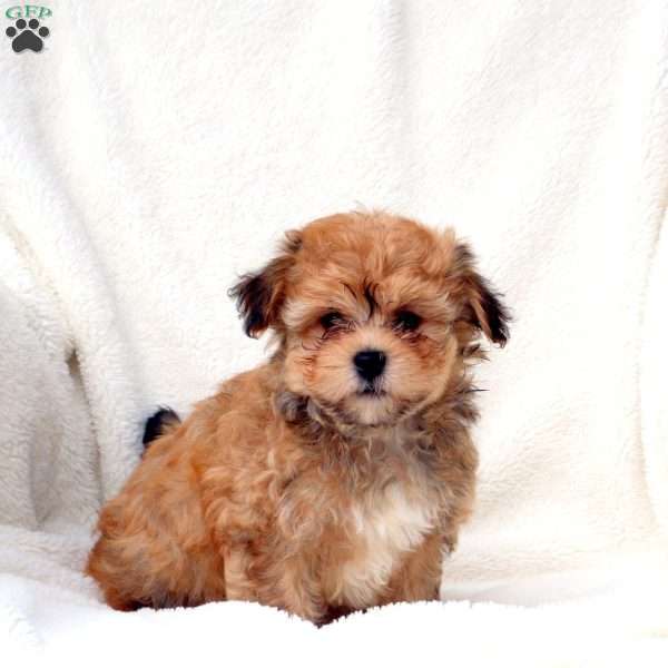 Grace, Havanese Puppy