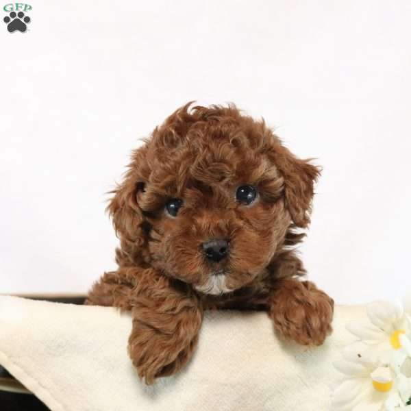 Gracie, Cavapoo Puppy