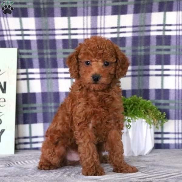 Graham, Toy Poodle Puppy