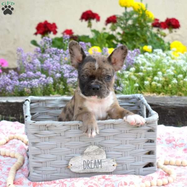 Granger, Frenchton Puppy